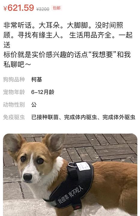 闲鱼买卖狗狗靠谱吗,闲鱼上卖的狗狗靠谱吗