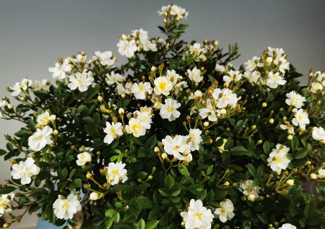 100种月季经典品种,100种经典月季品种