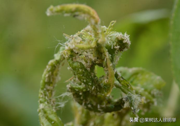 虫子王——以虫治虫的蚜虫生物防治技术体系，果农了解用处大