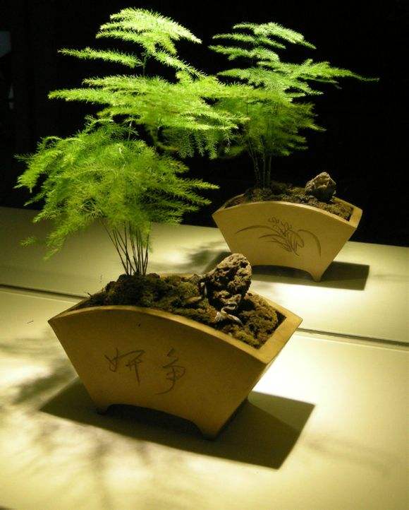 文竹适合矮盆还是高盆栽种,文竹如何养得又矮又密