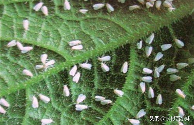 黄瓜白粉虱用什么药,黄瓜粉虱虫害