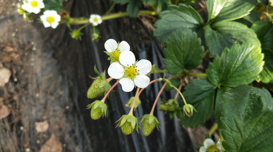 草莓大棚授粉租一箱蜂要多少钱,大棚草莓没有蜜蜂能结果吗