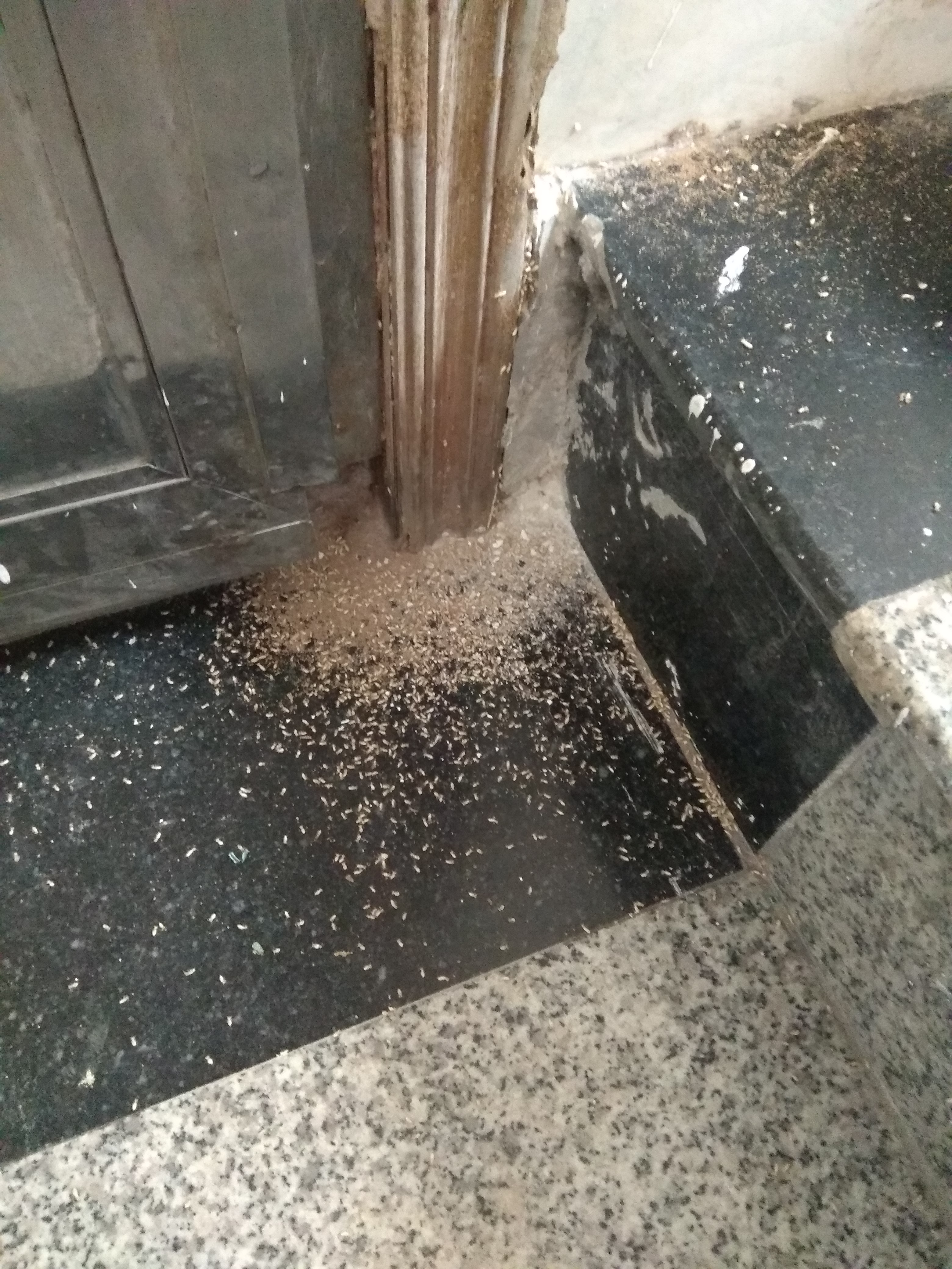 广州荔湾灭白蚁公司,江都区家庭灭白蚁咨询热线