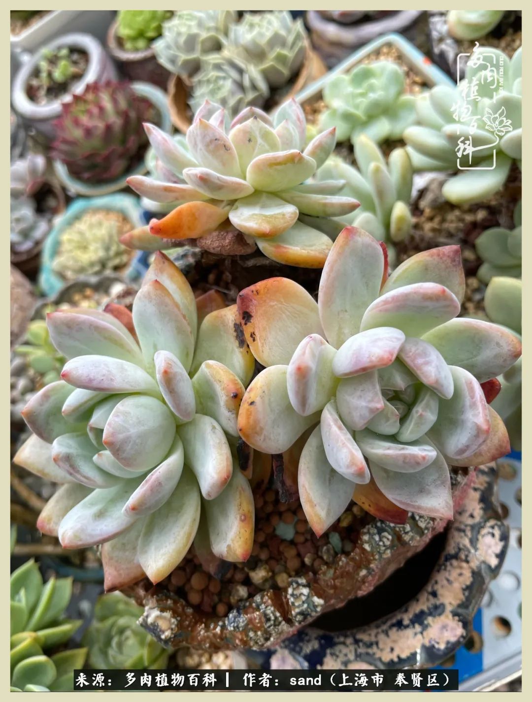 多肉怎么度过三伏天,多肉在三伏天怎么度夏