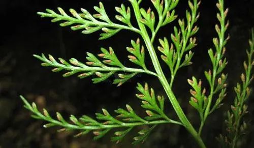 想要学习《金匮要略》,这20种陌生药物必须知道(建议收藏)