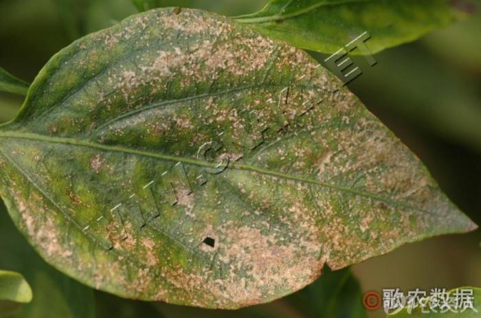 蔬菜细菌病图片大全,破解蔬菜病虫害之谜