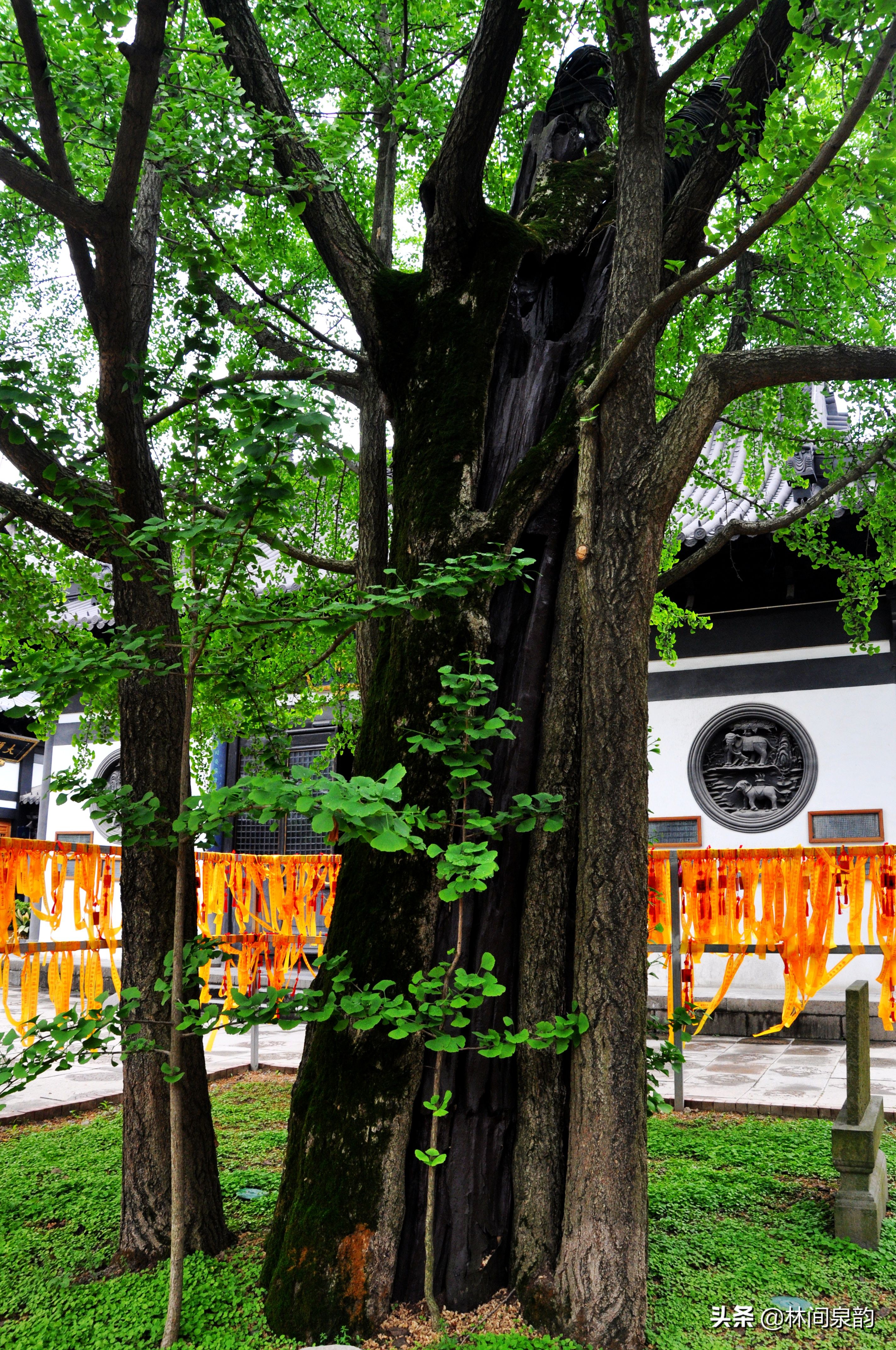 真如寺上海,上海真如寺有多少年历史