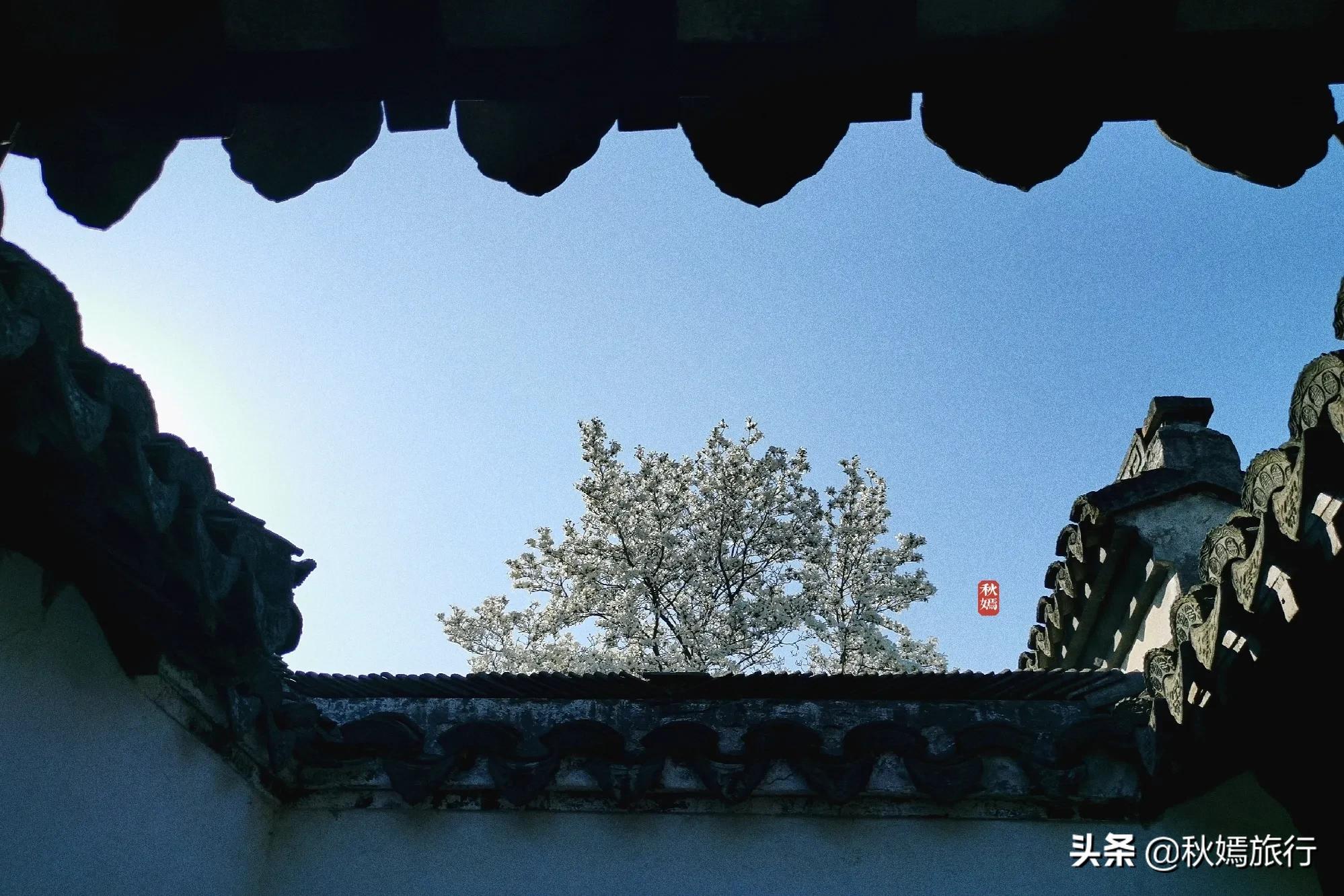 雨中赏樱别有意境,雨中赏玉兰美句