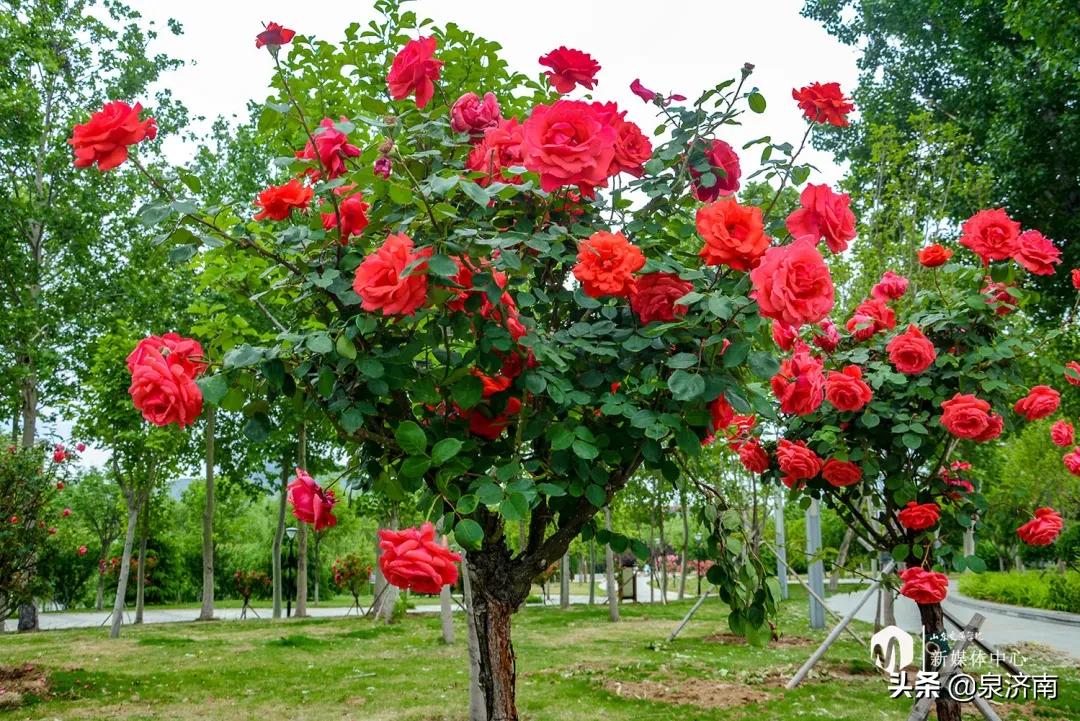 楂樻牎椋庨噰绯诲垪,楂樻牎椋庨噰灞曠ず瑙嗛