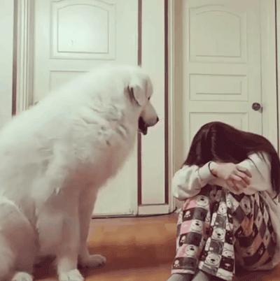 20个关于狗狗的冷知识，99.99%的铲屎官都不知道