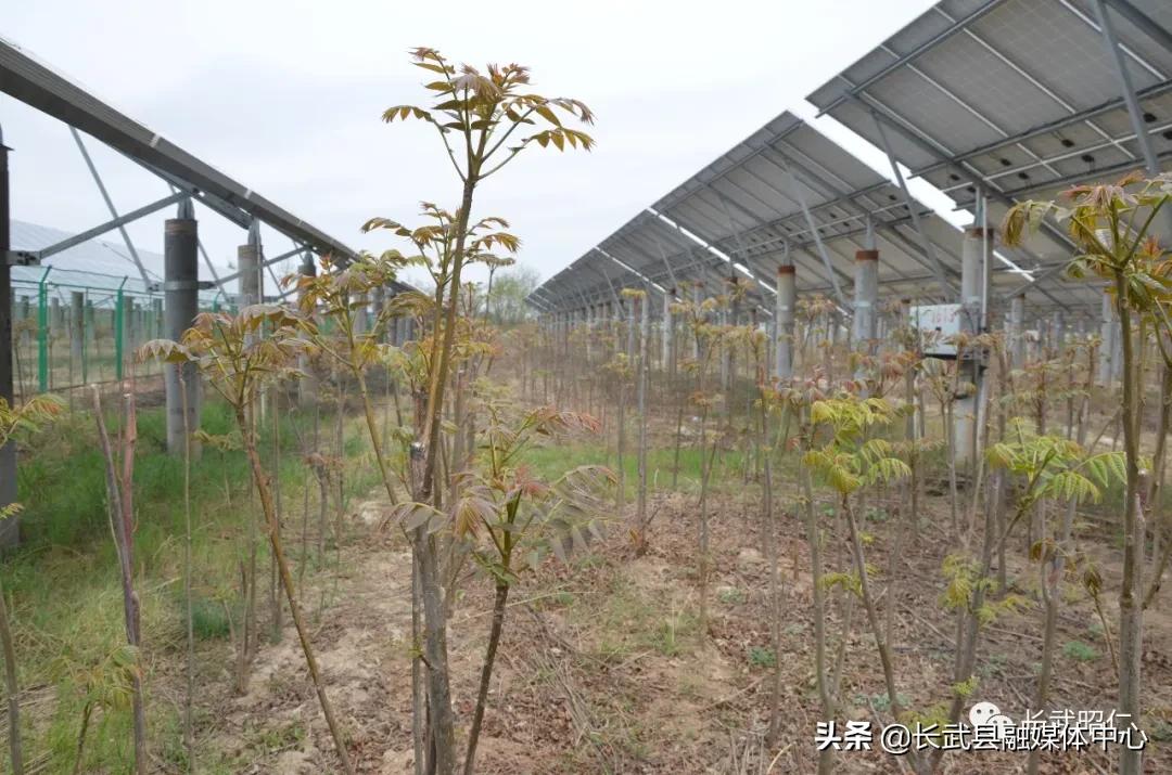 香椿炒鸡蛋的营养价值,冻过的香椿怎样炒鸡蛋