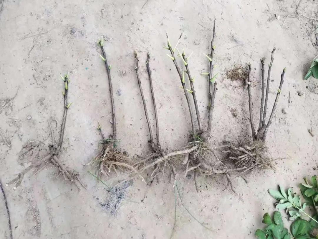 国色天香牡丹花雍容华贵,花中之王国色天香牡丹花