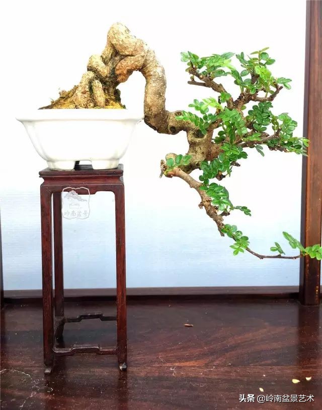 鎮礀缁濆閫㈢敓,鎮礀鐩嗘櫙澶у叏