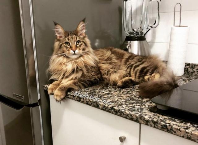 猫界凶暴的5种猫敢养的都是大神,公认最通人性的6种猫