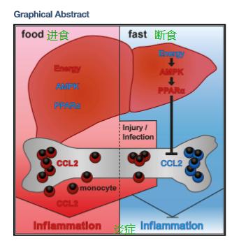 细胞饥饿疗法,细胞饥饿对细胞周期的影响