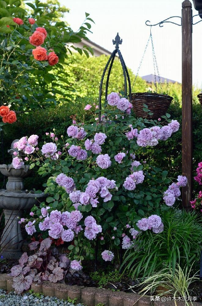 灌木月季与藤本月季有什么区别,微型月季灌木月季怎么选