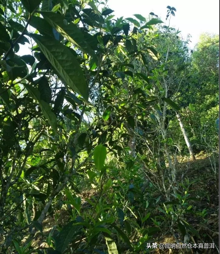 果香浓郁、茶汤柔顺——拔玛，南糯山最好的茶