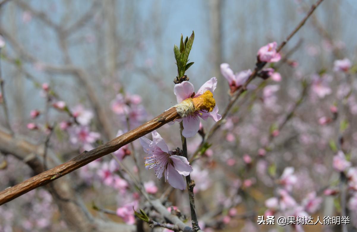 桃树如何种植结果多,正在结果的桃树怎么种植