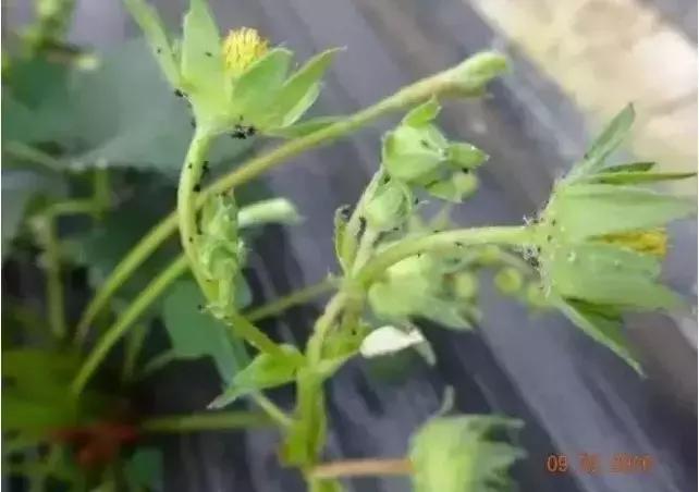 蓟马螨虫红蜘蛛蚜虫,四季豆蓟马红蜘蛛蚜虫要打什么药