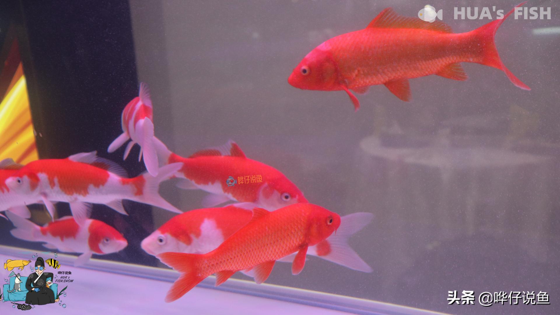 观赏鱼青霉素和土霉素有什么区别,青霉素大剂量对人有什么危害