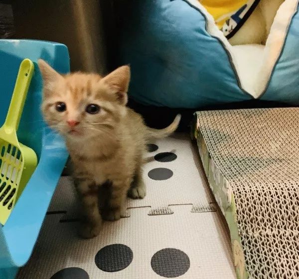 新手铲屎官怎么养猫,新手铲屎官养猫知识