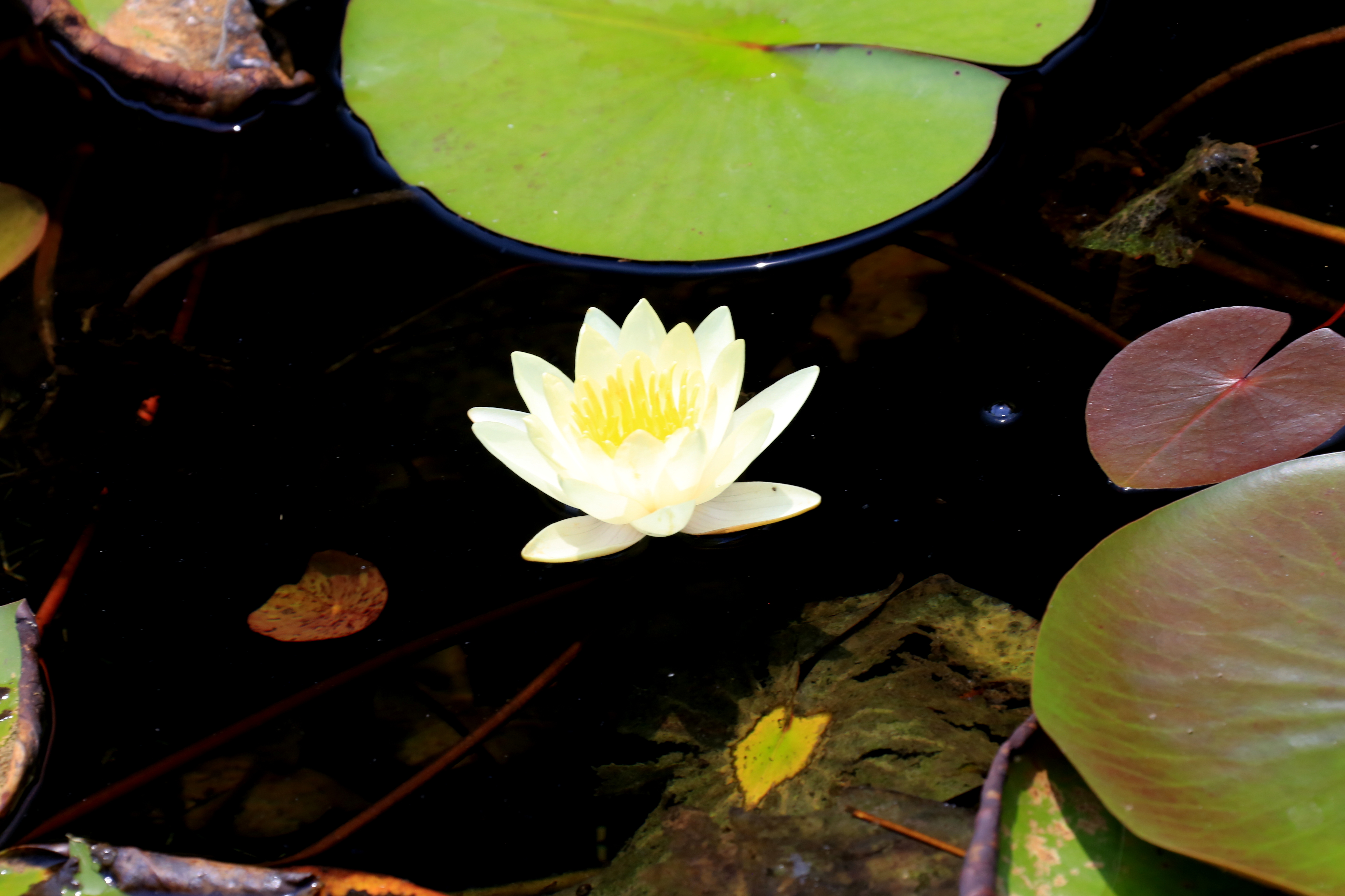 草原夜色美口琴视频,草原夜色美口琴音乐