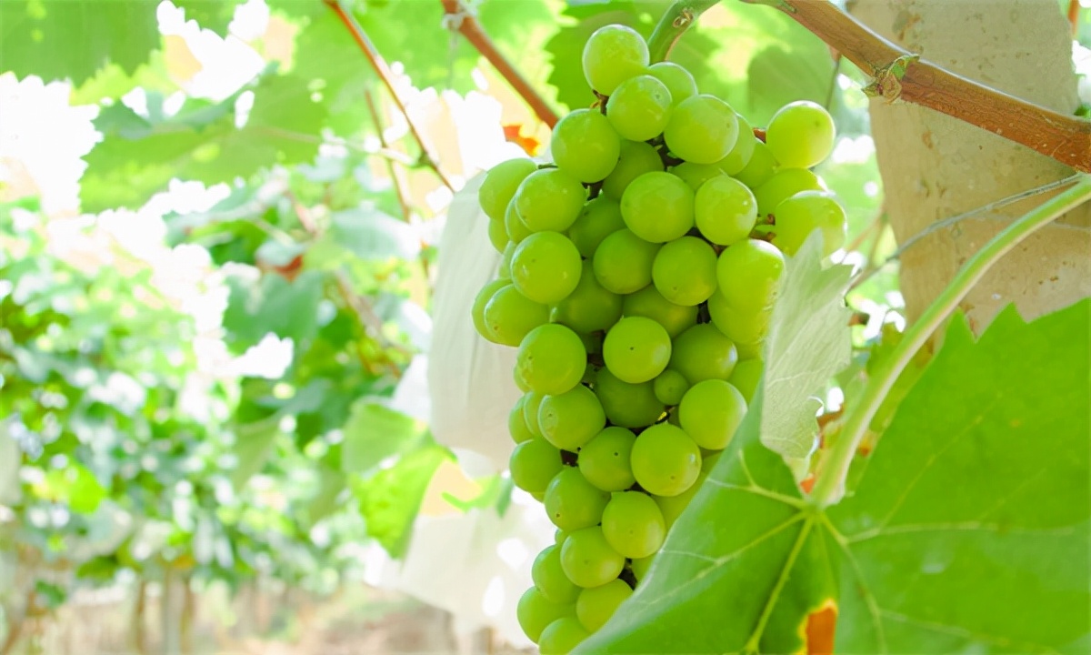 烟台龙口有什么特产,来龙口不得不吃的美食