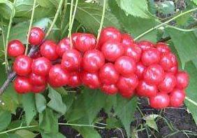 含钙高的钙果有哪些,野生高钙果营养