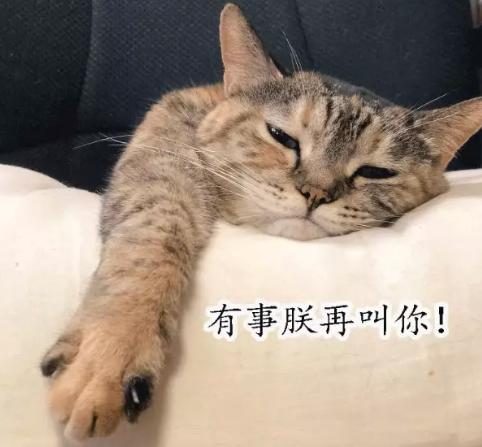 猫咪太聪明严重影响铲屎官脱单啊,猫咪所有的活力都留给了铲屎官