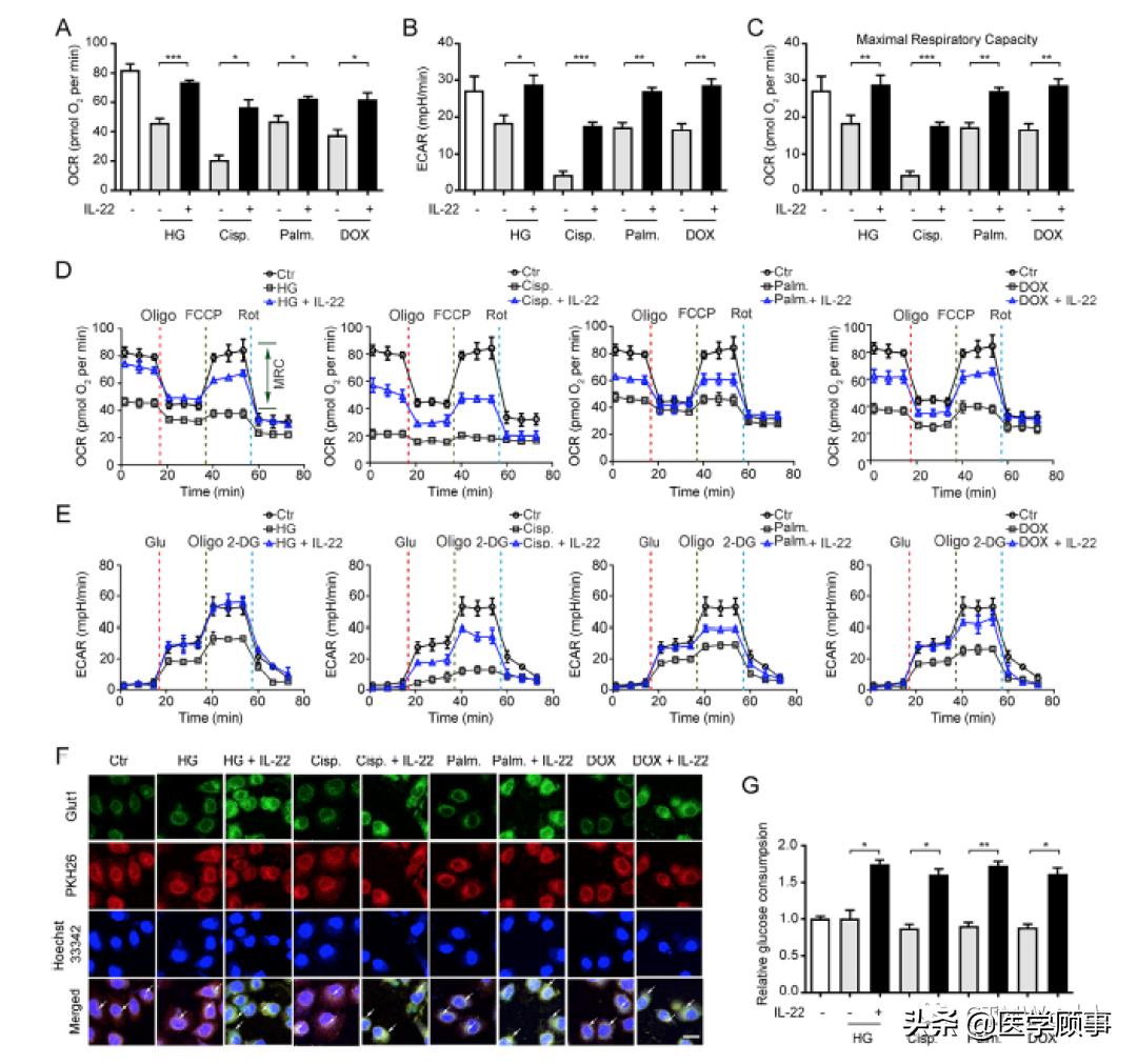 il-22属于什么类型的抗体,il-22因子叫什么