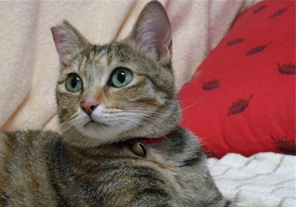 辟谣，剪流浪猫耳朵的都是坏人？需知这也是一种保护方式