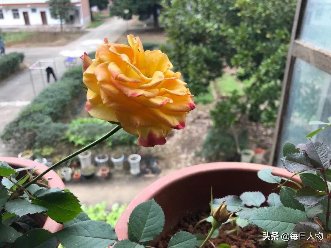 最小植物人的3256天，一位父亲的等待