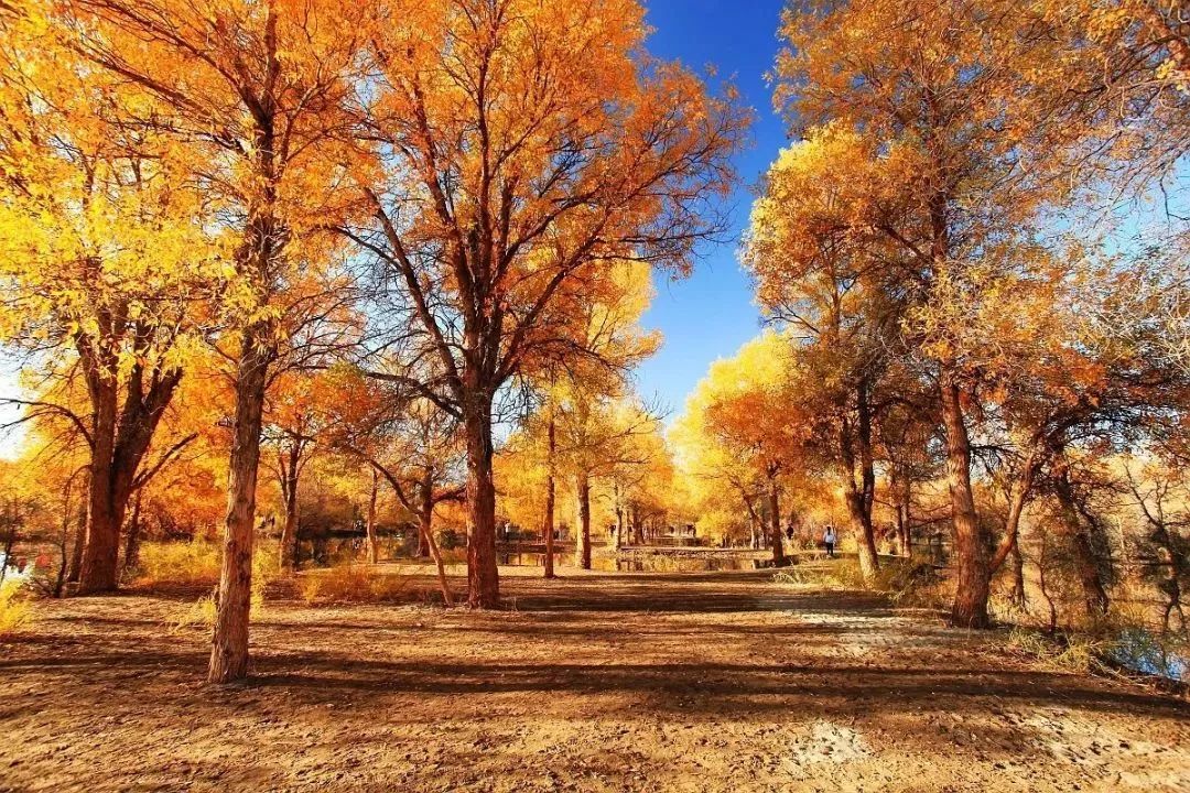 1011月错过它们，等于错过整个秋天！人少清净，随手一拍都是大片