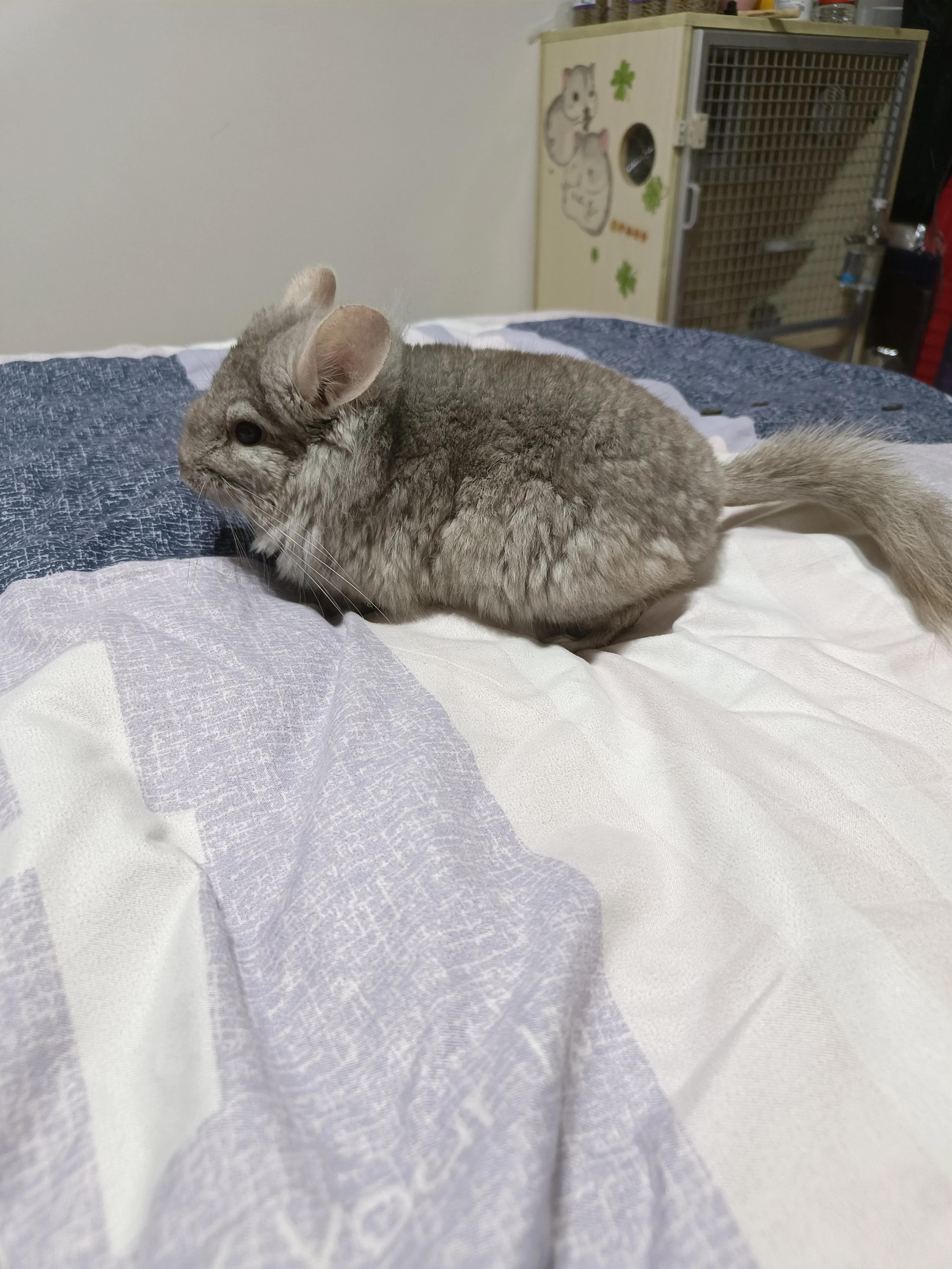 宫崎骏的龙猫真的太治愈人心了,宫崎骏的龙猫怎么那么像熊猫呢