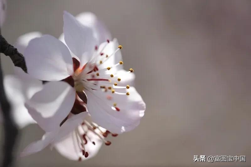 桃花怎么拍才好看,桃花怎么拍摄才能出新意
