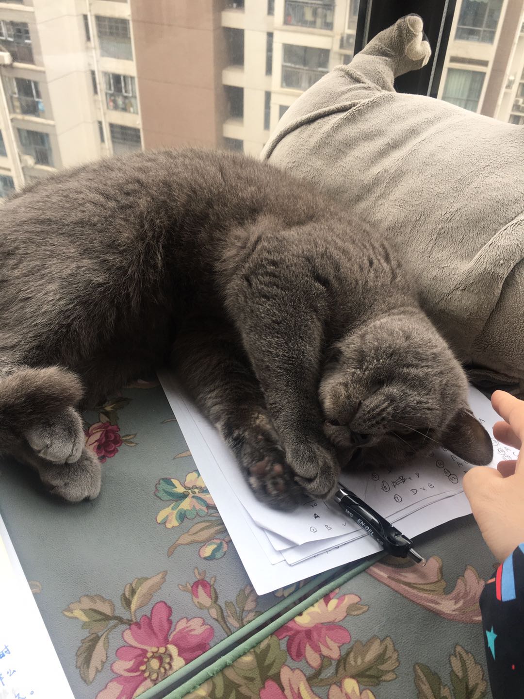 治猫尿闭症要多少钱,治疗猫咪尿闭超过24小时一般花费