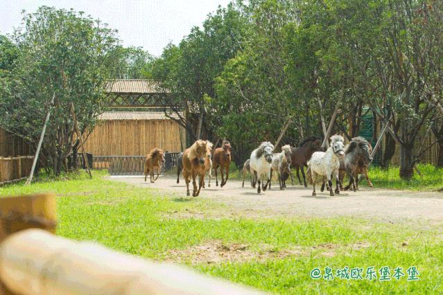 泉城欧乐堡动物王国二日游,十一假期泉城欧乐堡动物王国