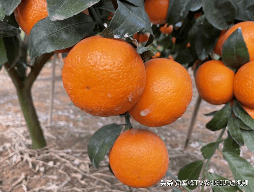 柑橘专用防晒剂使用方法,柑橘防晒用哪种比较好