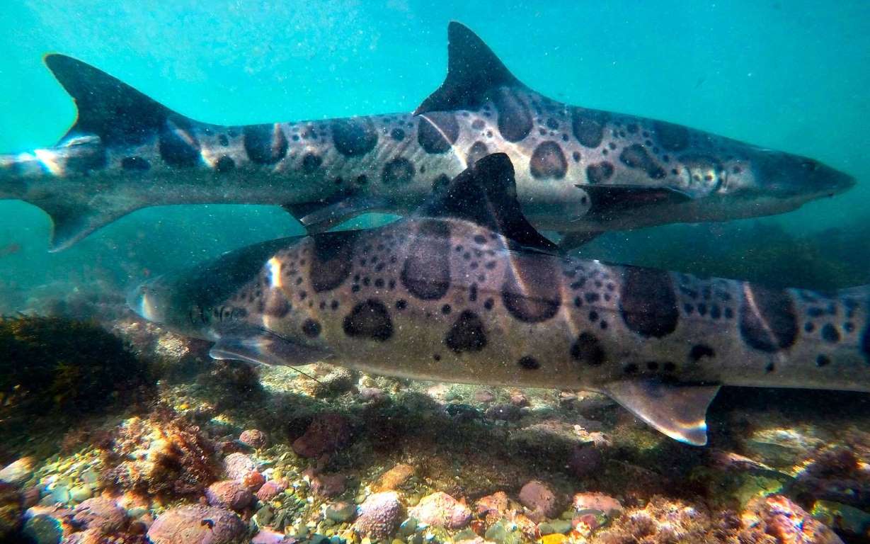 美国加州圣地亚哥之行,美西之旅圣地亚哥