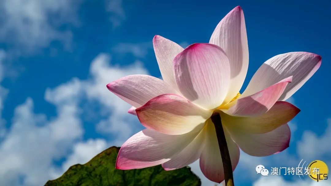 「澳门美景图辑」荷香飘飘