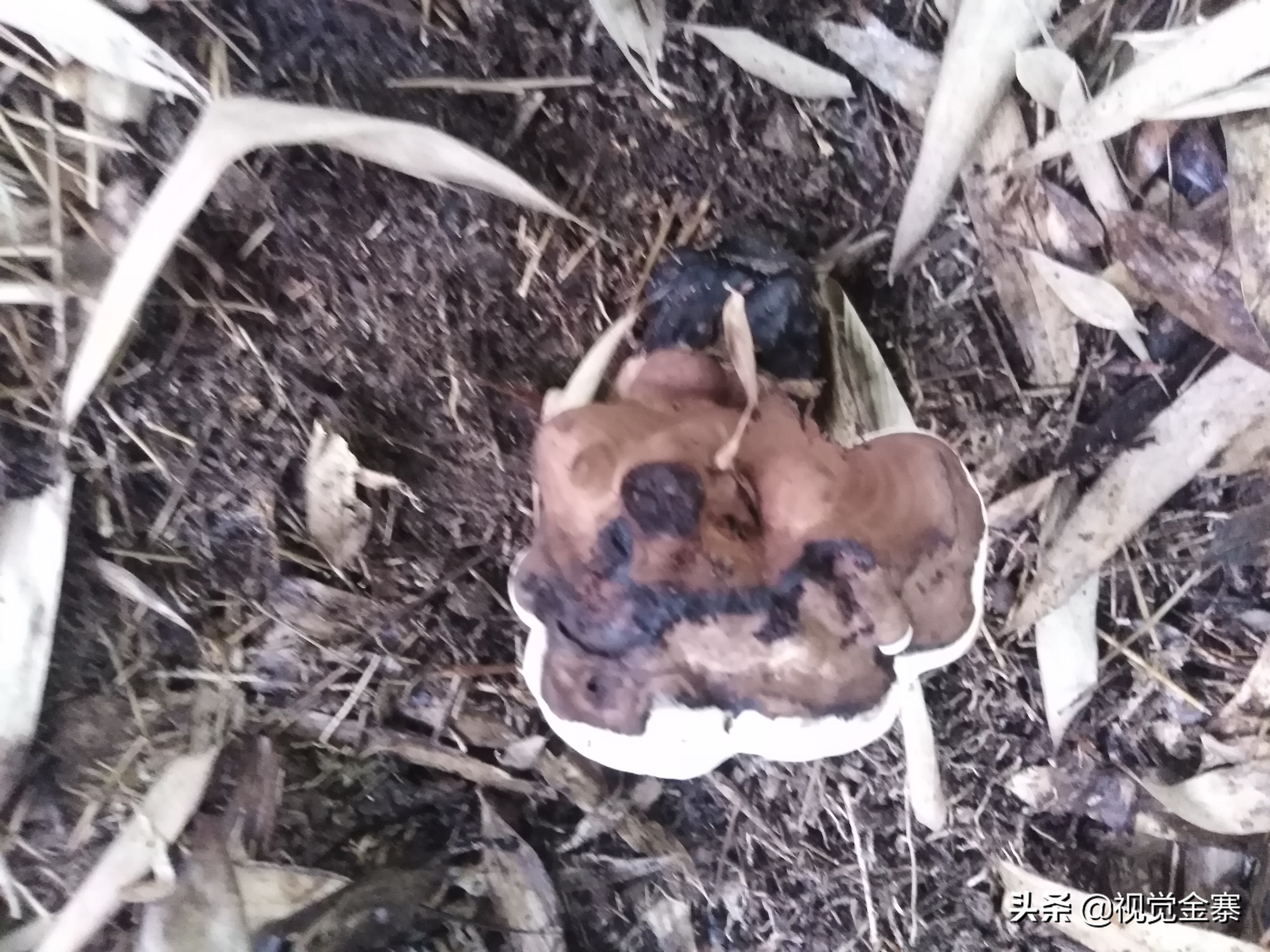 大别山稀有灵芝,大别山野生灵芝
