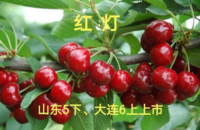 我国特色大樱桃生长习性,中国大樱桃种植分布图