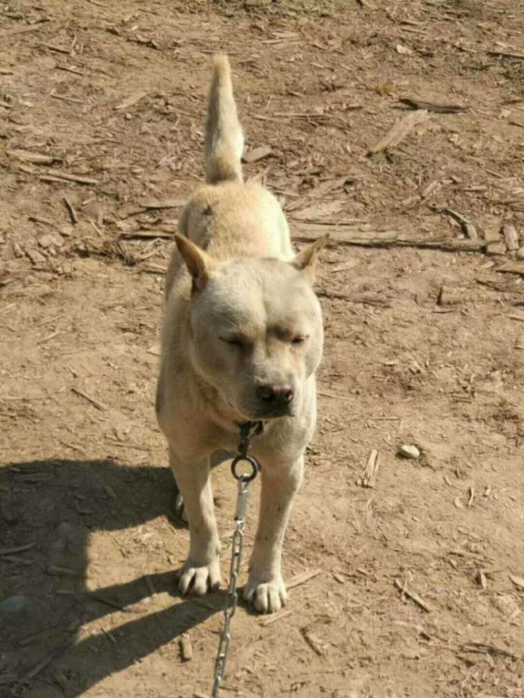 中华田园犬怎么挑选猎犬,怎么挑选土猎犬又不咬人