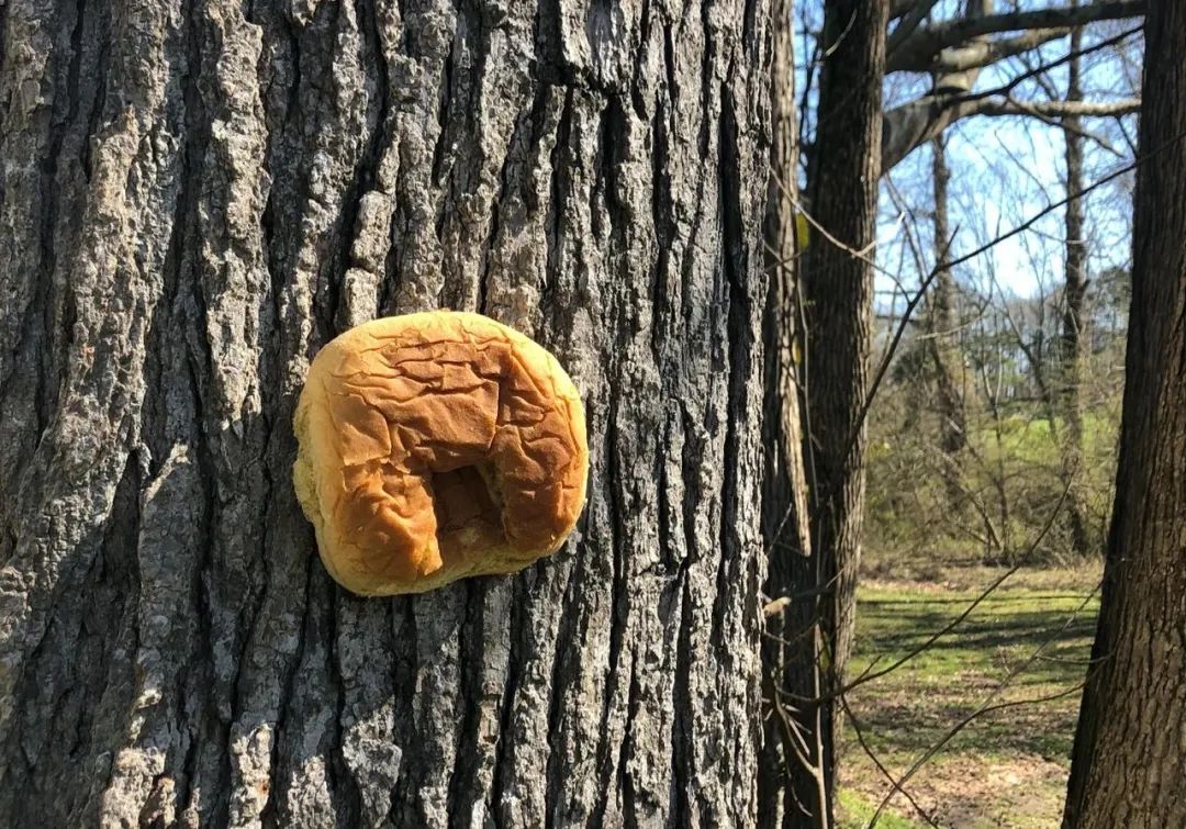 英国谢菲尔德城市的居民们为什么要往树上钉面包呢？