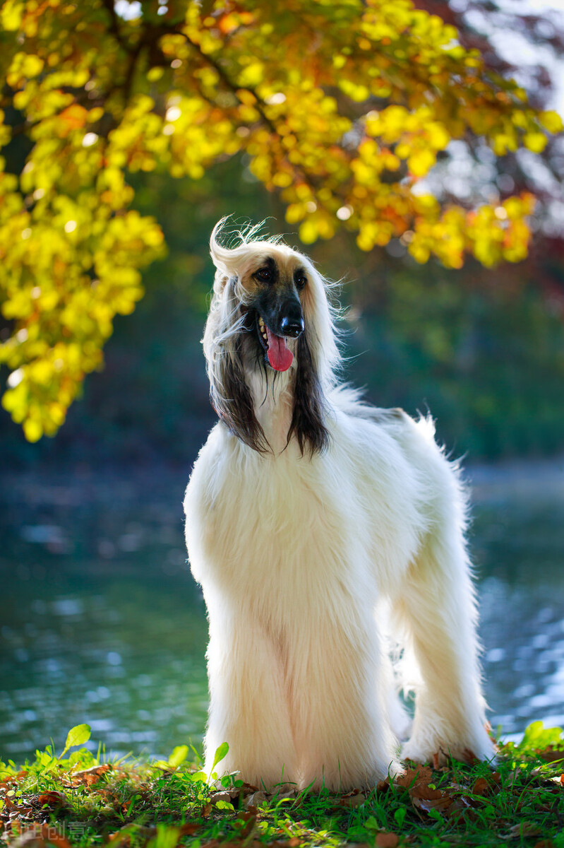 东方美犬,东方美狗狗