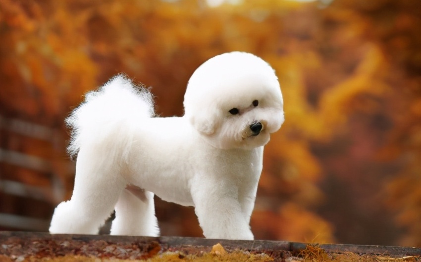 盘点那些“粘人精”的狗狗，上厕所也不放过你