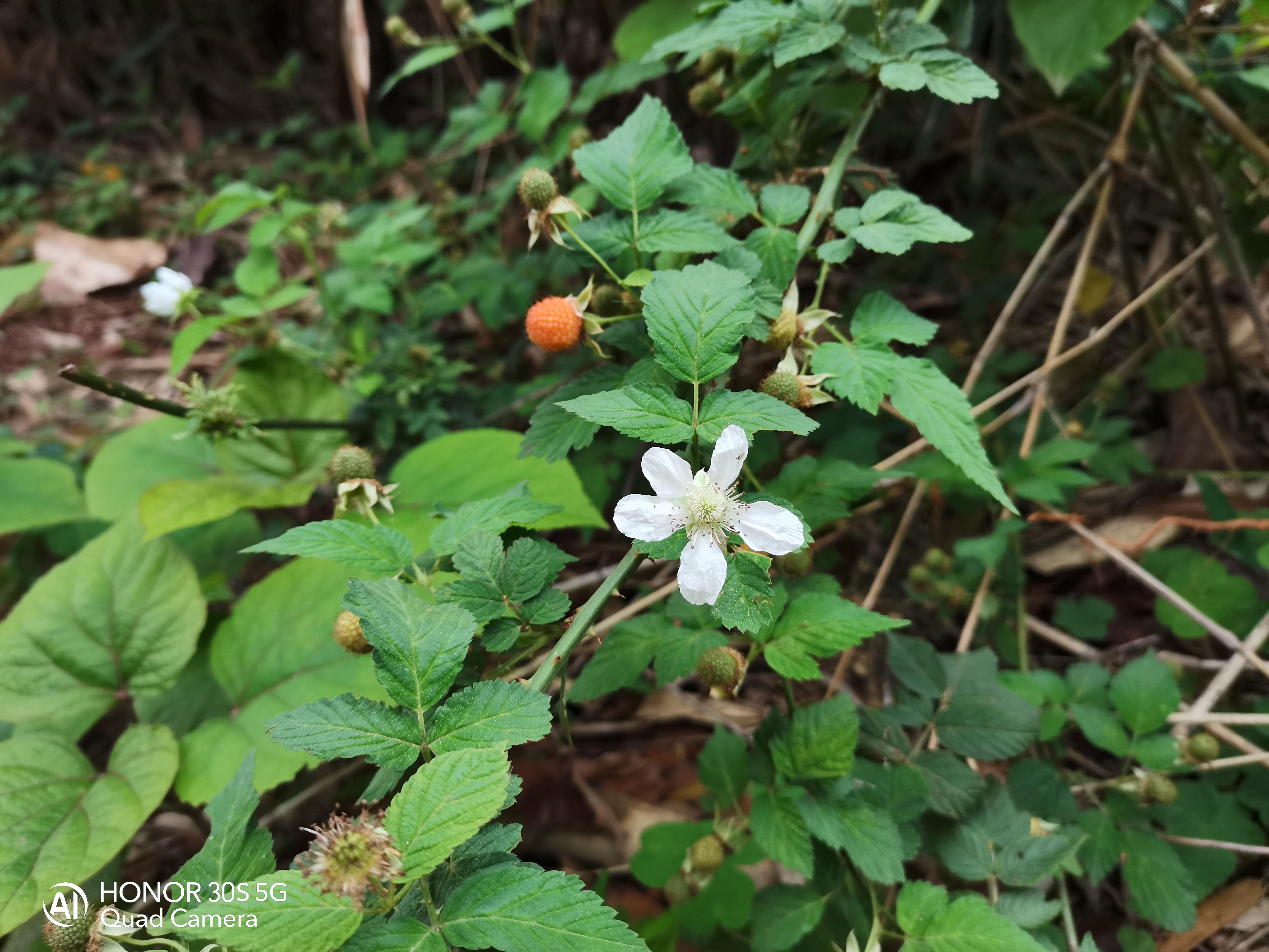 两千五块钱的荣耀手机性价比,两千以内5g荣耀系列手机推荐