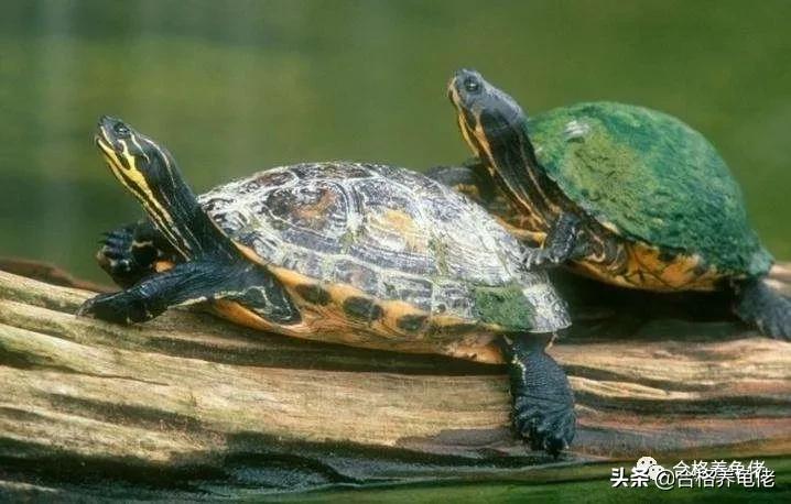 对于喂龟的宠物小零食,你是怎么看待的?