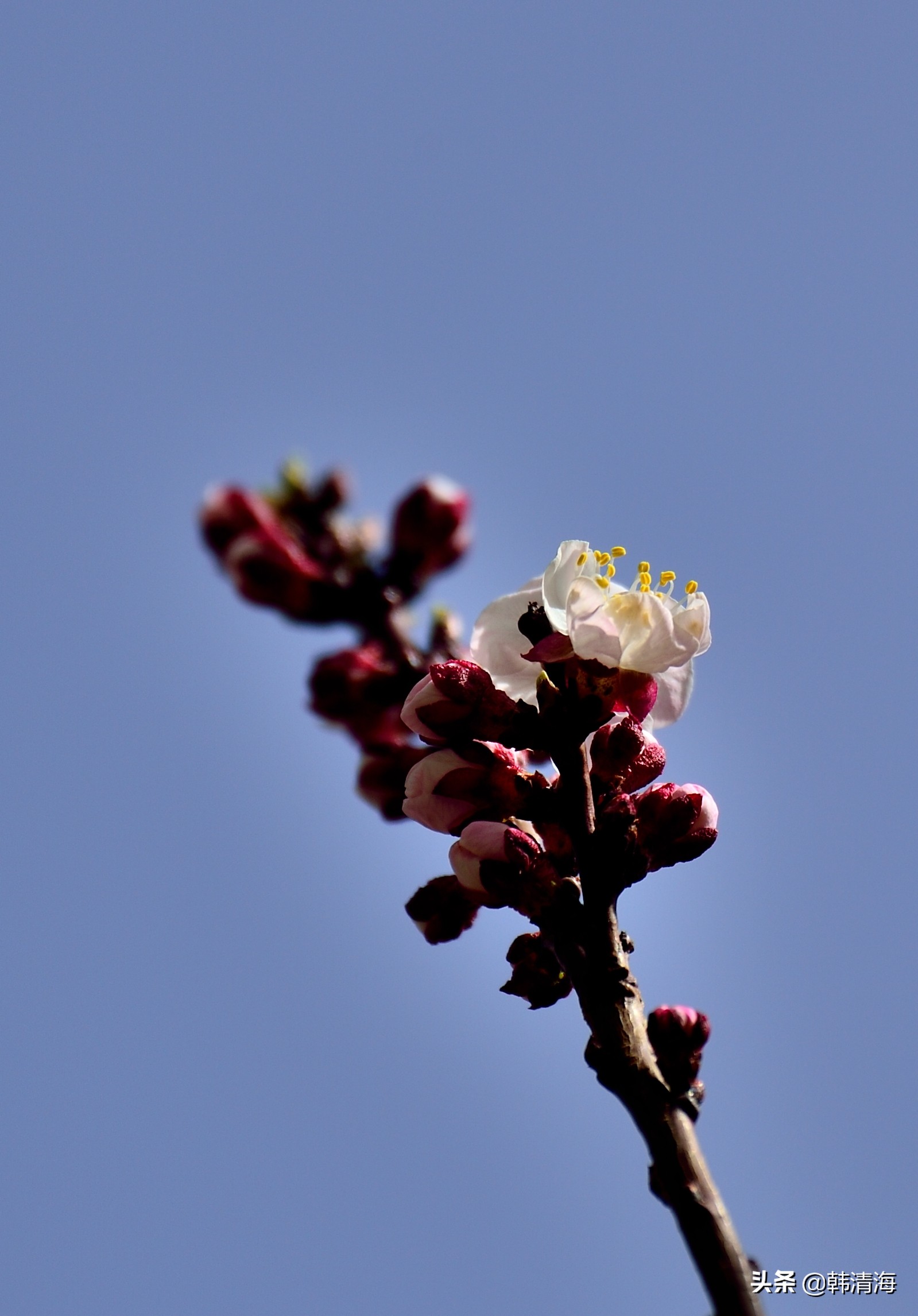 天津市南开区水畔花园新房,天津杏花什么时候开花