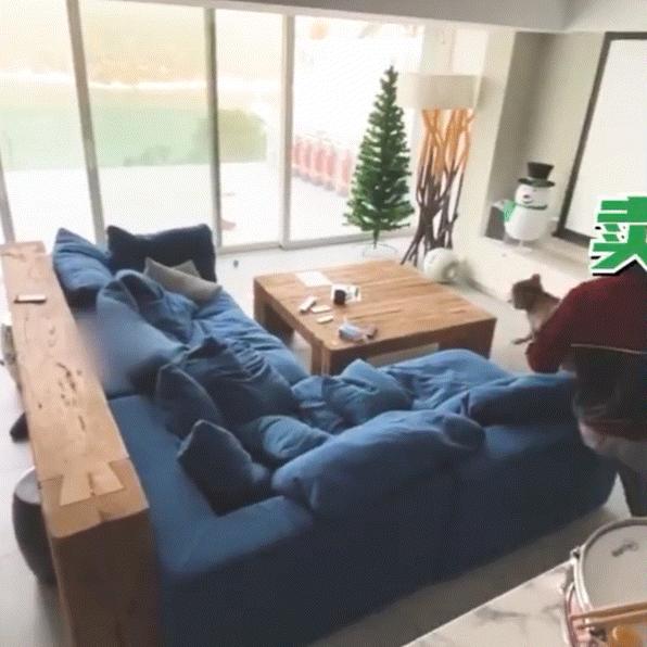 狗生巅峰！陈伟霆家狗狗被抱着睡住湖景豪宅，宋茜家宠物猪更时髦